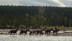 The String of Horses