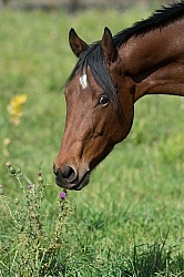Horse Eating Thistle