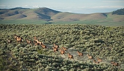 Quarter Horse Herd