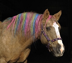 Trinity Bear Fair 2009 Long Mane