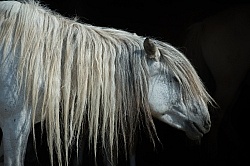 Mongolian Horses Long Mane