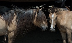 Mongolian Horses Long Mane