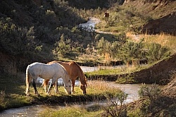 Grazing Horses by River Herd Grazing