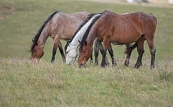 Nokota Horses Herd Grazing
