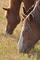 Herd Grazing Herd Grazing