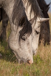 Herd Grazing Herd Grazing
