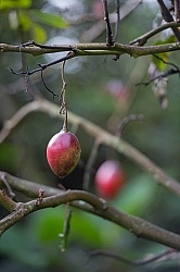 Tree Tomato in Hacienda Garden