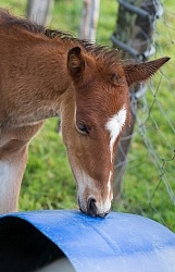 Foal at Hacienda La Alegria