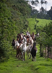 Rodrigo Bringing in the Herd