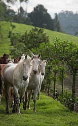 Rodrigo Bringing in the Herd