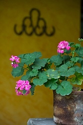 Geranium Plant at Hacianda