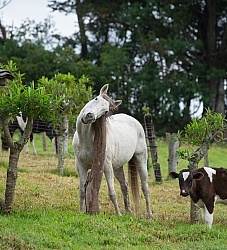 Horse and Calf at Hacienda La Alegria