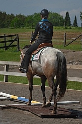 Junior Trail Class Appaloosa