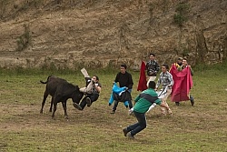 Teasing a Bull at The Local Rodeo