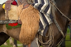 Ecuadorian Chaps at The Local Rodeo