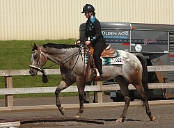 Junior Trail Class Appaloosa