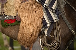 Ecuadorian Chaps at The Local Rodeo