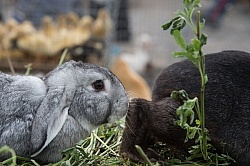 Rabbits at the Local Market in Aloag, Ecuador