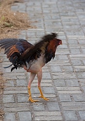 Fighting Rooster at the Local Market in Aloag, Ecuador