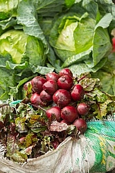Local Market in Aloag, Ecuador