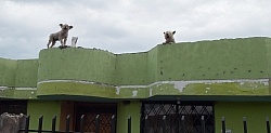 Roof Dogs in Aloag on the Way to Bomboli