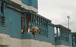 Roof Dogs in Aloag, Ecuador