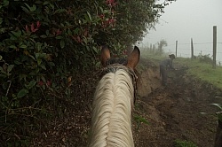 Watching Rodrigo Fix the Trail in the Cloud Forest in Bomboli, E