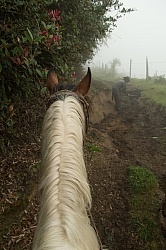 Watching Rodrigo Fix the Trail in the Cloud Forest in Bomboli, E
