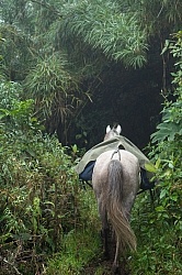 Entering the Cloud Forest on the Way to Bomboli