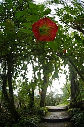 Trumpet Vine at Bomboli, Ecuador