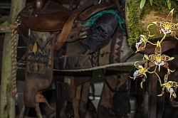 Garden Tour at Bomboli, Ecuador