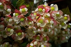 Garden Tour at Bomboli, Ecuador