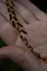 Garden Tour at Bomboli, Ecuador