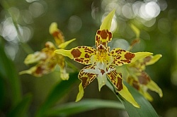 Garden Tour at Bomboli, Ecuador