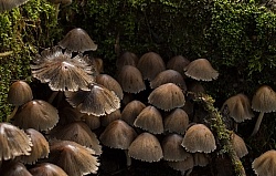 Mushrooms on Garden Tour at Bomboli, Ecuador