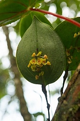 Garden Tour at Bomboli, Ecuador