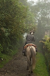 Rodrigo on his way to fix the trail in the Cloud Forest at Bomb