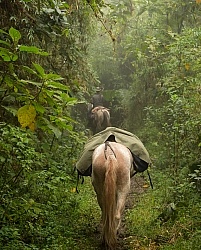 Chuggo as Pack Horse in the Cloud Forest in Bomboli, Ecuador