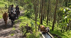 The non working horses stop to take a drink on the trail leaving