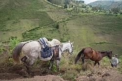 Sending Horses Downhill on High Andes Ride