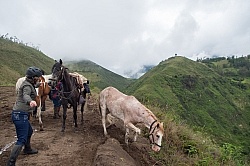 Sending Horses Downhill on High Andes Ride