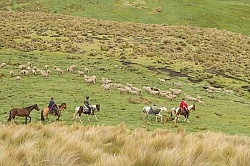 Riding past sheep herds in the High Andes