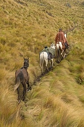 In the Paramo in the high Andes