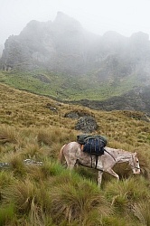Chuggo in the Paramo in the High Andes