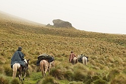 In the Paramo in the high Andes