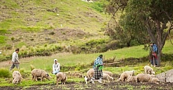 A family herds their sheep in Ecuador
