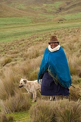 Lunch time vistor in the high Andes