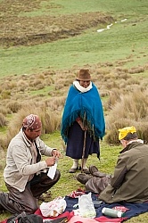 Lunch time vistor in the high Andes