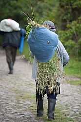 Lady that Collected Grass for her Guinea Pigs