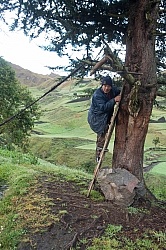 Angel checks his herd in the high Andes, Ecuador